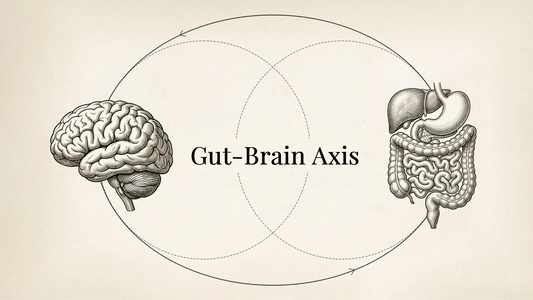 Scientific illustration of the Gut-Brain Axis showing the vagus nerve connection between the digestive system and the brain.