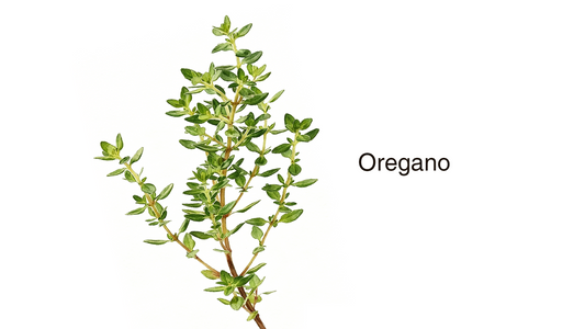 5 Science‑Backed Ways Oil of Oregano Supports Your Daily Wellness  author Lukaree supplement